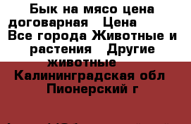 Бык на мясо цена договарная › Цена ­ 300 - Все города Животные и растения » Другие животные   . Калининградская обл.,Пионерский г.